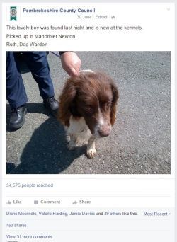 stray dog stray dog