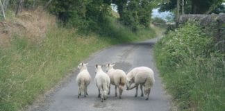 PAUL DAVIES AM: Rural development programme cannot make up for historical neglect sheep