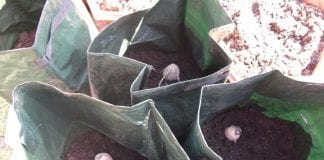 The Lazy Gardener – How to grow potatoes in sacks spuds1
