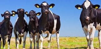 Dyddiad i’r Dyddiadur Yn fyw o’r Ferm Cows