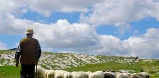 ‘How can agriculture contribute to achieving the target of a million Welsh speakers by 2050?’/‘Sut all amaethyddiaeth gyfrannu tuag at gyrraedd y targed o filiwn o siaradwyr Cymraeg erbyn 2050?’ Welsh Farming