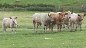 FIRST HERD SCREENING PROJECT IN WALES LAUNCHED AS PART OF THE WELSH GOVERNMENT’S MULTI-MILLION POUND BID TO ERADICATE BVD/ Cows2