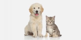 Brits in Wales protect their beloved pet over themselves – Zurich Pet Insurance