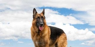 New Quay dog charity celebrates support of national pet food company standing 7