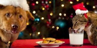 THINK SCROOGE FOR PET’S FESTIVE FOOD DINING Dog Cat Christmas Dinner
