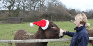 Making sure Margam’s Animals don’t miss out on Christmas Dinner/Mae anifeiliaid Margam yn cael cinio Nadolig hefyd! IMG 3710