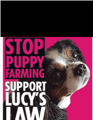 Puppy Farms – Lucy’s laW Lucys law