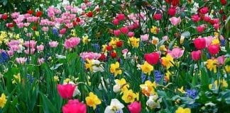 SPRING – THOUGHT OF THE WEEK SPRING FLOWERS