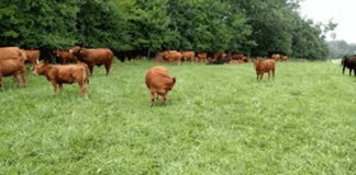 Pori cylchdro yn gwella ansawdd glaswellt ar fferm heb orfod ail-hadu Grazing for Profit