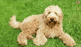 THOUGHT FOR THE WEEK Labradoodle