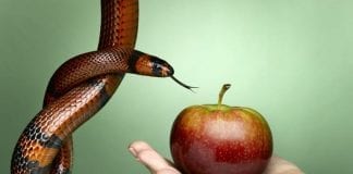 Thought for the Week – Temptations Temptation 56a1475c5f9b58b7d0bdc16c