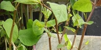 Top ten Welsh Japanese knotweed hotspots revealed japanese knotweed growth image