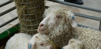 rom field to fibre fan – regional exhibitors at Wonderwool Wales, April 28 and 29, Royal Welsh Showground Builth Wells – plus Curtain of more than 57,000 contributed poppies and bursary winners from Carmarthen and Llandysul A Crafty Goat Club 2 John Teale