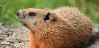 New Stats for Wales – 74% of people feel like they’re stuck in a rut GROUNDHOG