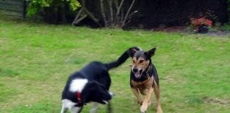 WALES DIVIDES UK DOG THEFT FIGURES Happy Dogs