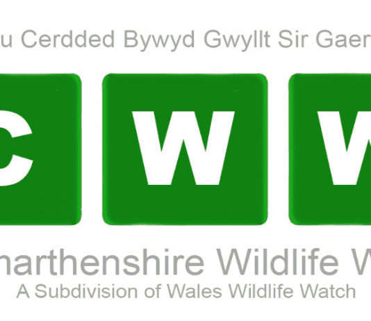 Walks/Litter picks March Update carmarthenshire Wildife Walks