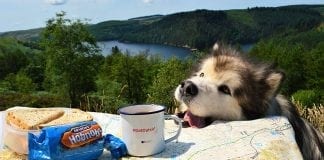 5 WALKS YOU CAN DO FOR A DAY OUT IN WALES: NATIONAL WALKING MONTH Doggie hobnobs