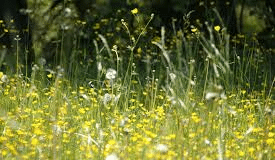 Hay fever sufferers in Wales left housebound, exhausted and miserable Medow Flowers