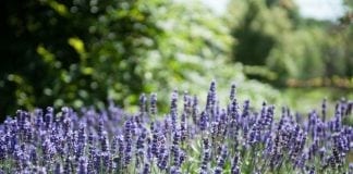 Experts reveal 5 natural herbs that will help you sleep garden lavender medicinal plants 315440