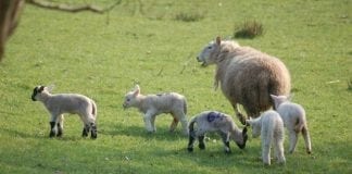 FARMING NEWS – Red Meat Benchmarking Programme Deadline Approaching Plaid Cymru difficult times for Farmers