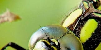 Talented Local Photographer Susan Hurst Works Her Magic received 1898056703833695