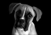 DISTRESS SIGNAL FOR DOG OWNERS Screenshot 20181015 111824