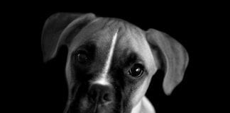 DISTRESS SIGNAL FOR DOG OWNERS Screenshot 20181015 111824