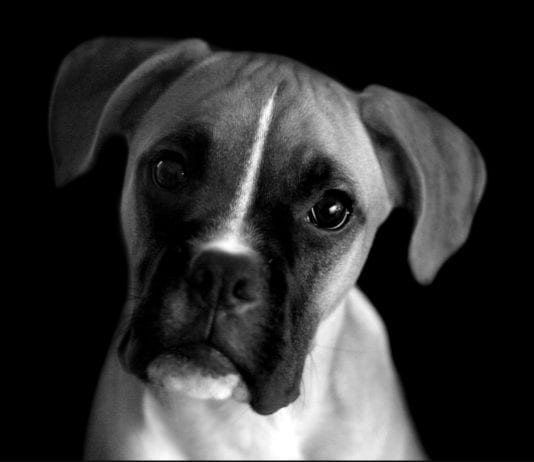 DISTRESS SIGNAL FOR DOG OWNERS Screenshot 20181015 111824