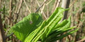 HOMEBUYERS BEWARE OF WINTER JAPANESE KNOTWEED CONCEALMENT! Screenshot 20181018 185621