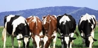 FARMER SURVEY EXPLORES ATTITUDES TO PASTURE BASED AND HIGH INPUT SYSTEMS received 262084041114317