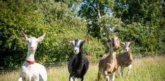 MP FOR CEREDIGION BEN LAKE TO VISIT CHUCKLING GOAT LTD. Screenshot 20181105 171447