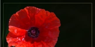 DAS LAW – THE POPPY AND THE LAW Screenshot 20181109 104022