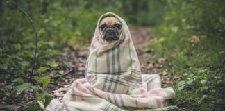 TOP TIPS TO SAY GOODBYE TO SMELLY DOG BREATH Screenshot 20181114 192131