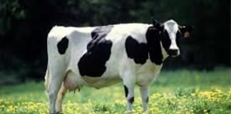 Farmer survey explores attitudes to pasture based and indoor systems Screenshot 20181120 142150