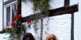 The Nation’s Favourite Dog Breeds Revealed Cocker Spaniels Credit Diane Pearce Collection The Kennel Club ¬