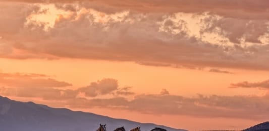 Nevada