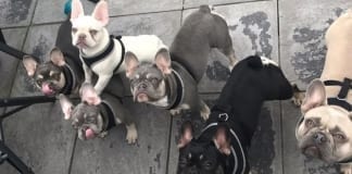 NEWS UPDATE – PUBLIC APPEAL AFTER ROBBERY INCLUDES ELEVEN STOLEN DOGS! Stolen dogs