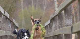 Great games to keep your dog in top form this winter! malinois and border collie 788032 960 720