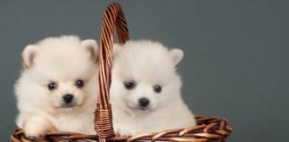 Give Some Puppy-Love This Valentine’s Day 63185 Puppies For Valentine s Day