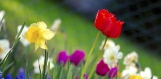 THOUGHT FOR THE WEEK – Spring – 6th February Colorful spring garden