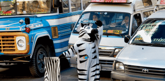 It’s a Jungle Out There – so please support the Community Child Health Department, Withybush Hospital – we’re a good bunch! zebra in traffic