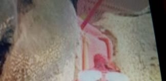 MISSING FEMALE- APPEAL FOR INFORMATION MISPER Photo Lauren BARNETT 002