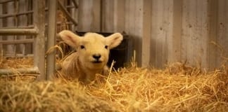 TIME TO HAVE A SPRING IN YOUR STEP Mary Had A Little Lamb Ryan Milsom