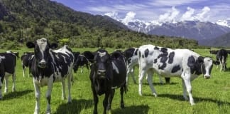 Mycoplasma Bovis – Autogenous (Farm Specific Vaccinations)/Mycoplasma Bovis – Hunangenedledig (Brechiadau i’r fferm) Mycoplasma