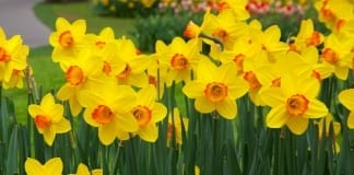 Celebrating St David’s Festival in Carmarthenshire daffodils 2