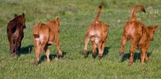 Fertility in the Spring Calving Herd – Planning for Better Results 2453947073 10b184c60a b