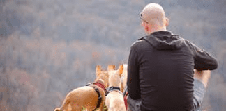 Postcard Travel Insurance Promises Pet Pay-out Hiking