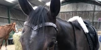 High value horse equipment stolen Item 2