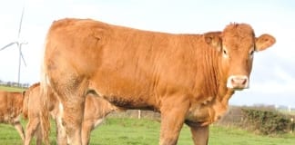 EBVs hold key to lighter carcass weight requirements for suckler beef calves 1 2 Hignland cow