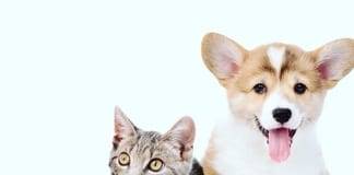 Tips for a smooth move with pets Moving house with yourt pets